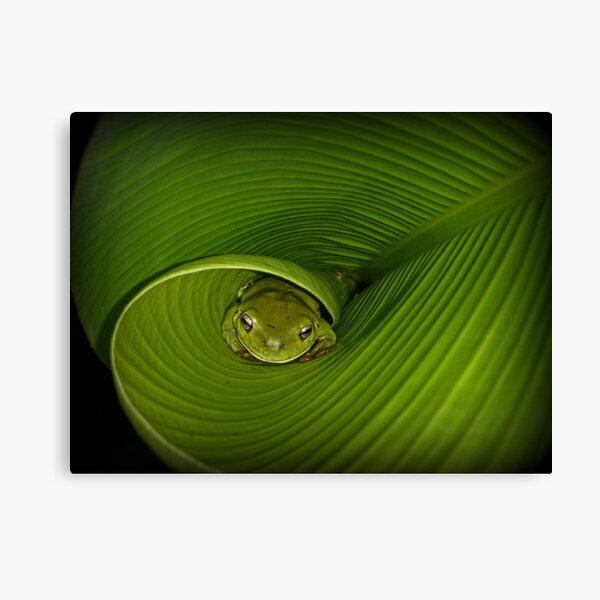 Frog in banana leaf Canvas Print
