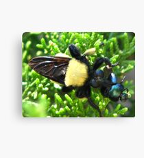 Macro Insects Canvas Print