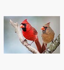 Mr. and Mrs. Cardinal Photographic Print