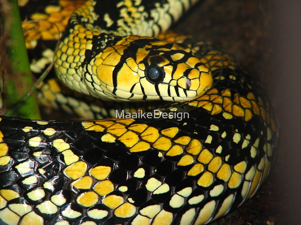 Yellow And Black Snake By MaaikeDesign Redbubble