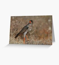 Southern Pale Chanting Goshawk Chanting Greeting Card