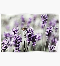 Bee in Lavender Poster