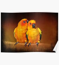 Oh That Feels Sooooooo Good...Sun Conures Poster