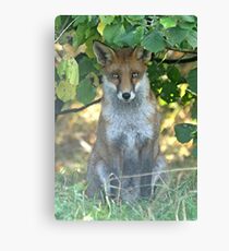 I spy a fox Canvas Print