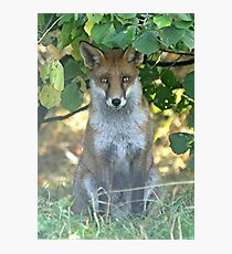 I spy a fox Photographic Print
