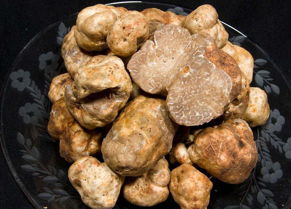 "Oregon White Truffles" by OrPhotoJohn Redbubble