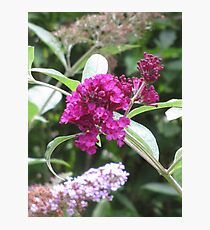 Buddleja III Photographic Print