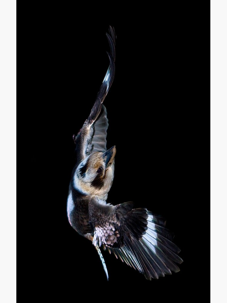 Kookaburra in flight by TonySlattery