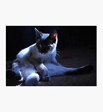 Zaphod in Shadow Photographic Print