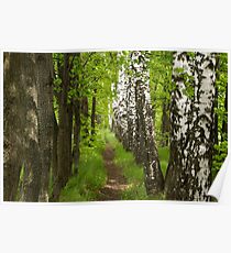 beautiful footpath in the forest Poster