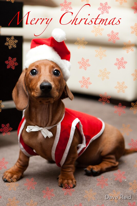 merry puppy quot merry sausage quot posters by dave redbubble merry puppy quot merry sausage quot posters by dave redbubble