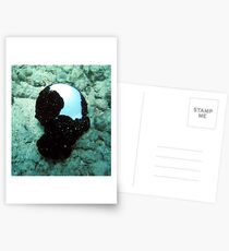 White Cowrie Shells With Mantle Postcards