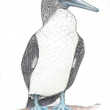 Artwork thumbnail, barefooted blue footed booby by JimsBirds