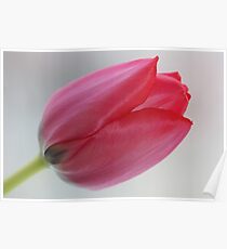 @ @ @ I love tulips .Favorites: 5 Views: 604 . Thx! ### Featured by the in The Pink Group and Superbly Visual ### . Amen. Poster