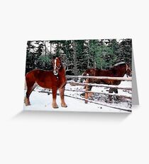 Horses Greeting Card
