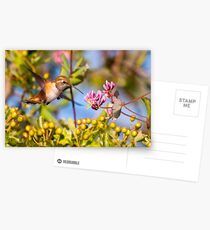 Rufous Hummingbird and Honeysuckle Postcards
