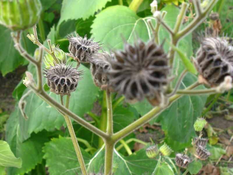 "White Moonflower seed pods. Genus Datura" by Rencen Redbubble