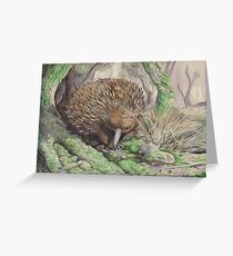 Echidna Greeting Card