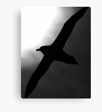 Icarus Canvas Print