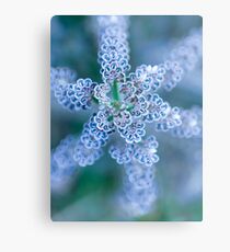 Interesting Star Metal Print