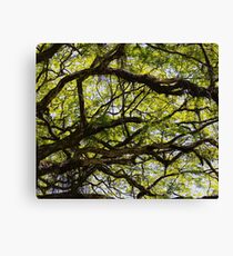 Nature Canvas Print