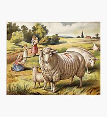 Vinage Picture of Sheep Photographic Print