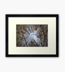 Great White Egret Breeding Plumage Framed Print
