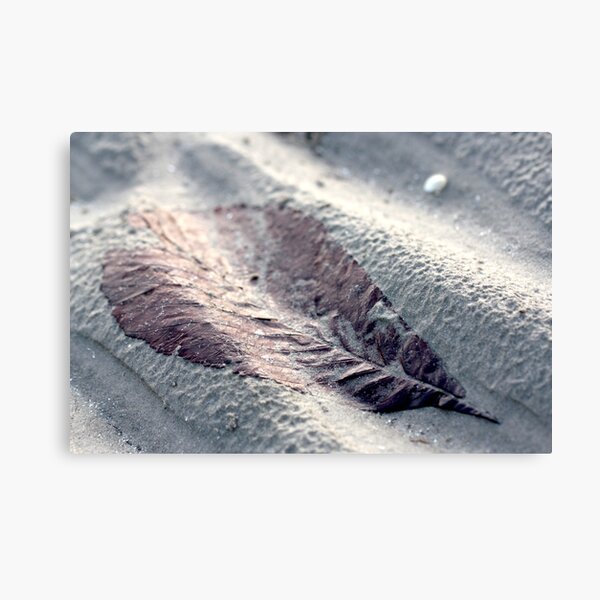 sandy leaf Canvas Print