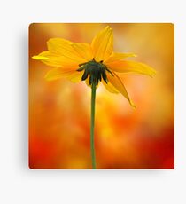 Passion 1.1 Canvas Print