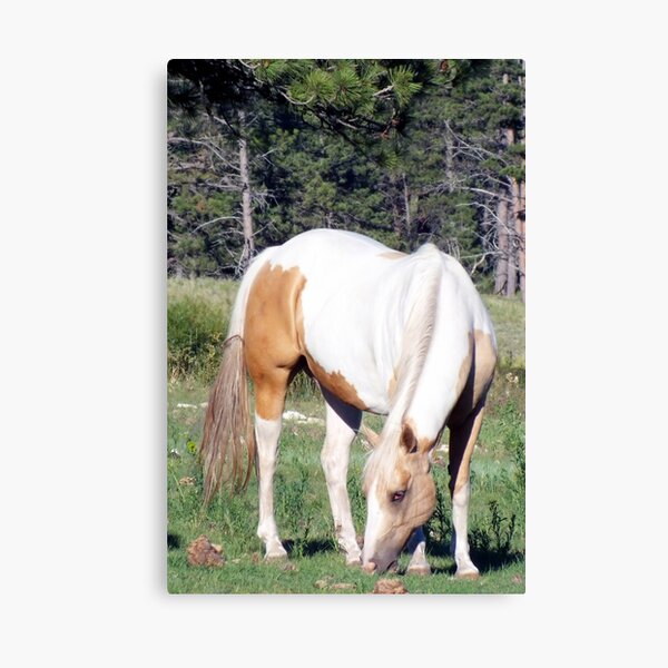 Grazing Pinto Canvas Print
