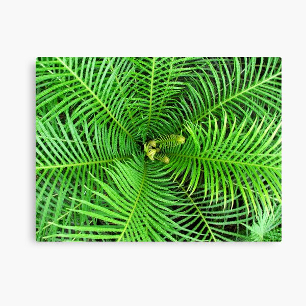 Hypnotize Canvas Print