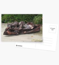 Funky Driftwood Postcards