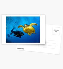 Dancing With Sea Turtles Postcards