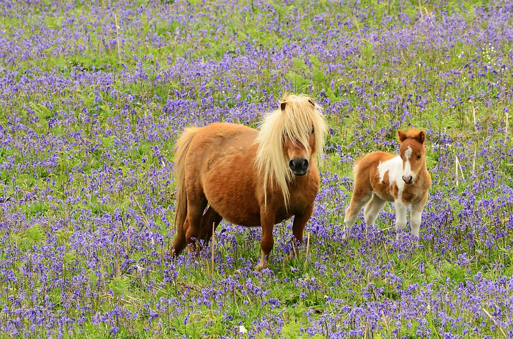 "Shetland pony and Foal" by jonshort58 | Redbubble