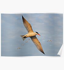 Caspian Tern & White Ibis In The Setting Sun Poster