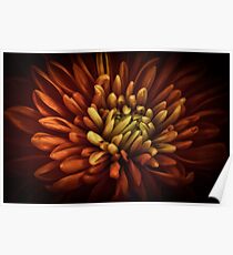 Colorful macro Poster