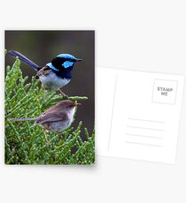 Wrens Postcards