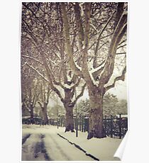 Tree Lined Poster