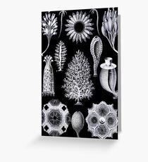 Microscopic Sponge Illustration Greeting Card
