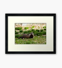 Groundhog Love Framed Print