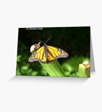 Butterfly in harmony Greeting Card