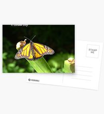 Butterfly in harmony Postcards