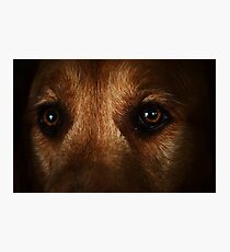 Companion Photographic Print