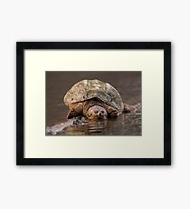 Just Resting Framed Print