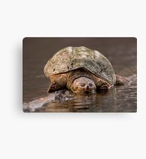 Just Resting Canvas Print