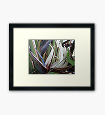 Tropical Blossom In The Winter - Flor Tropical En El Invierno Framed Print