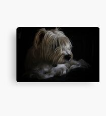 Rosco in natural light Canvas Print
