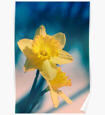 Daffodils Poster