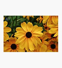 Yellow Daisies Photographic Print