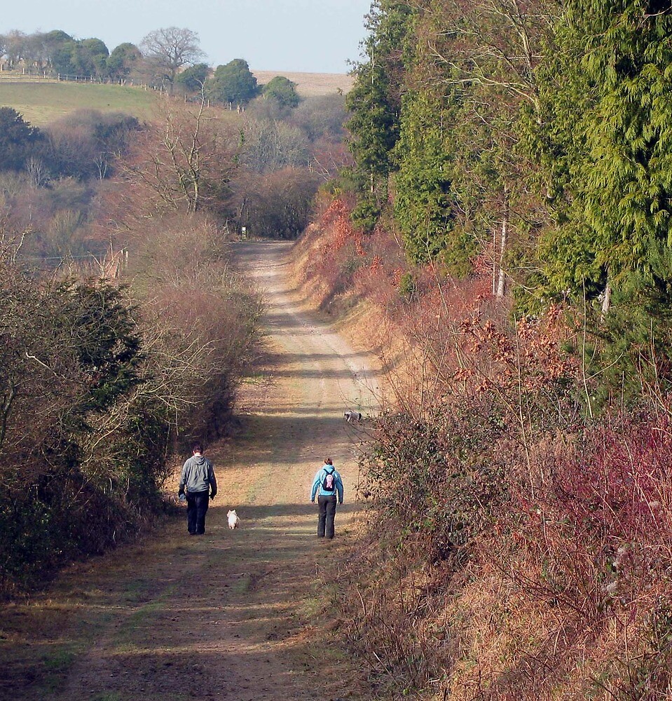 "The Queen Elizabeth Country Park, Hampshire" by Caroline Anderson